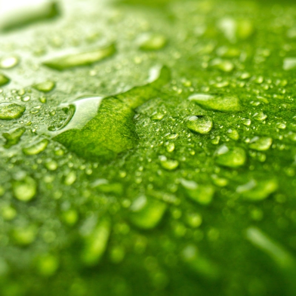 front-close-view-green-leaf-with-drops-dark-color-nature-dew-forest-green-air-tree